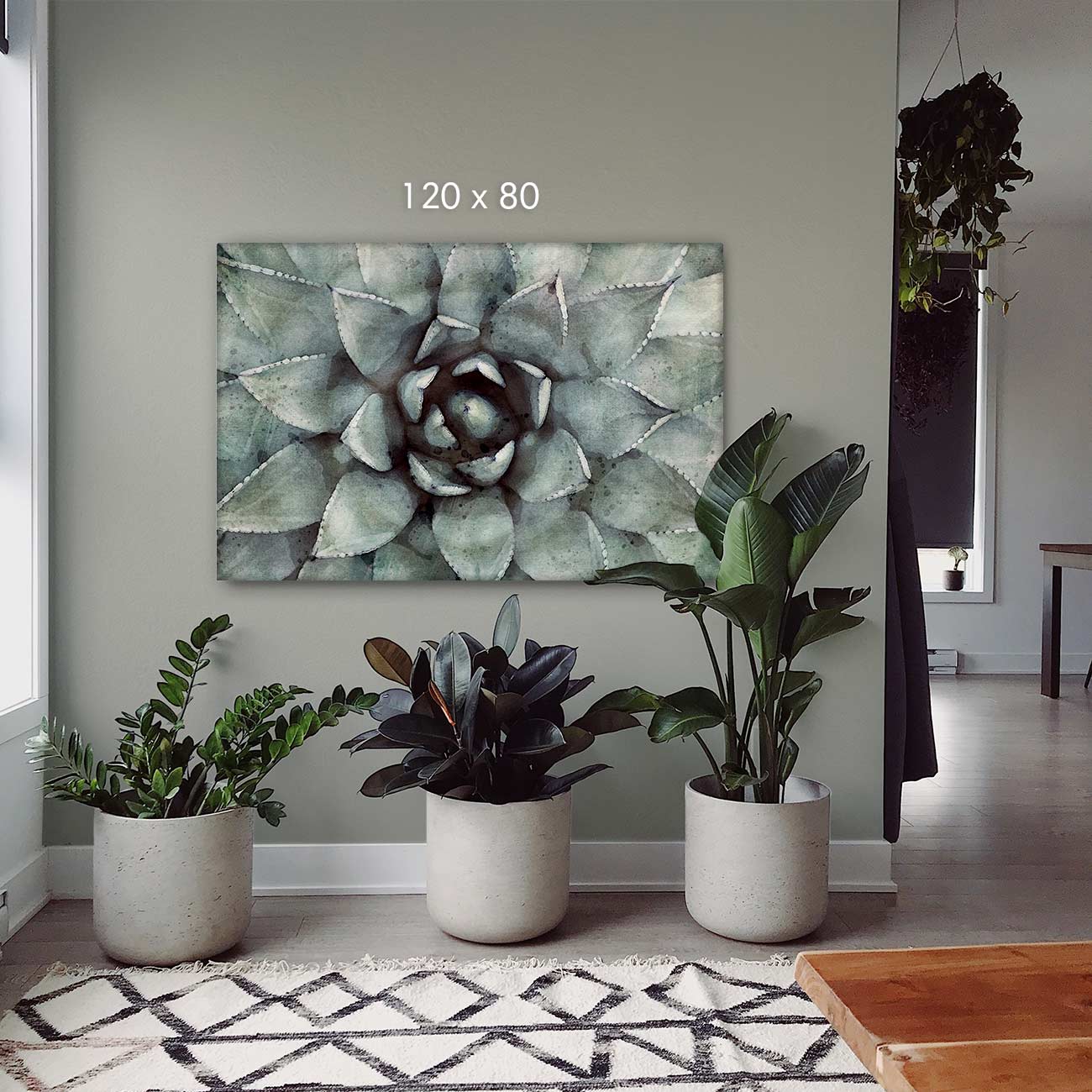 Sukkulenten