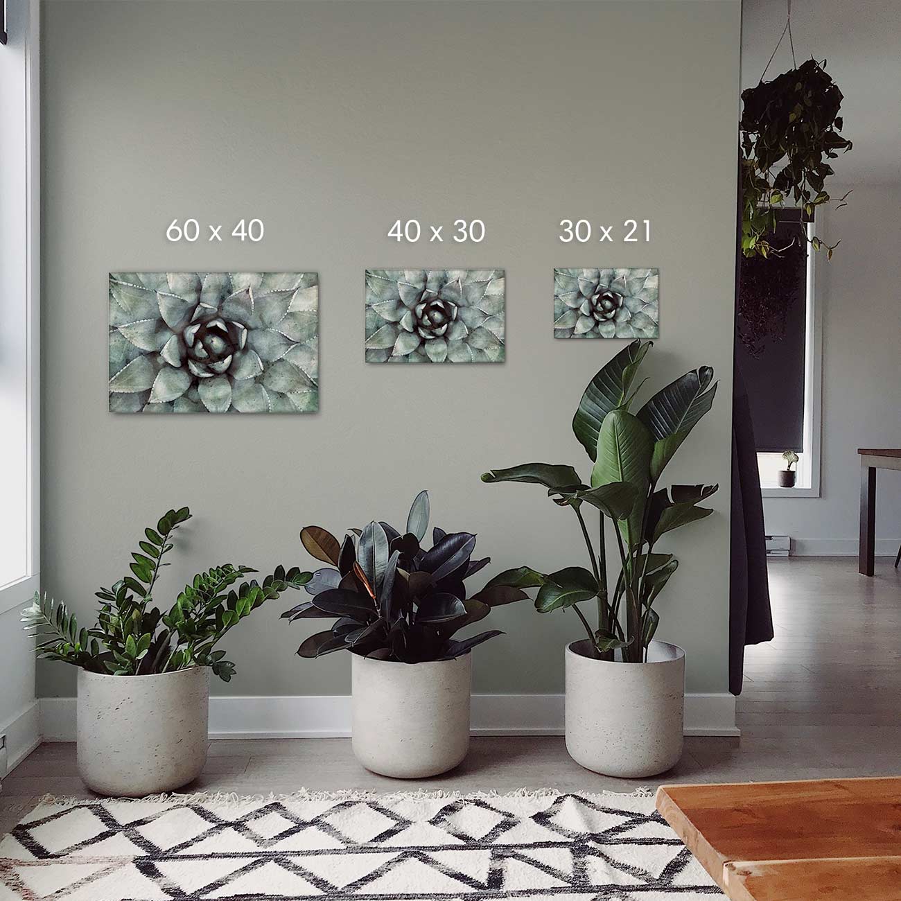 Sukkulenten